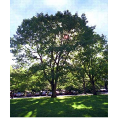 Oak - Northern Red